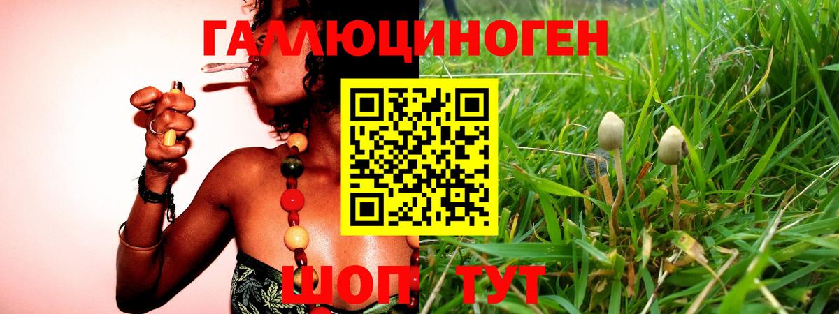 Псилоцибиновые грибы GOLDEN TEACHER  Вход с VPN  Псилоцибиновые грибы прущие грибы  Новоалександровск 